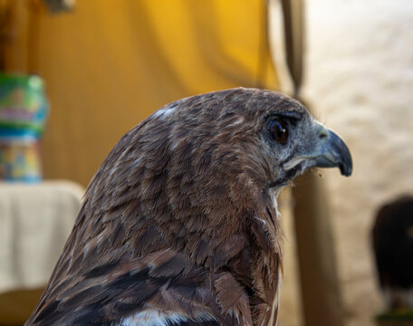 Side profile of a red tailed hawk looking right in soft light at an outdoor setting