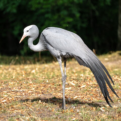 Fototapeta premium The Blue Crane, Grus paradisea, is an endangered bird