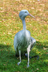 Fototapeta premium The Blue Crane, Grus paradisea, is an endangered bird