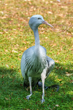 The Blue Crane, Grus paradisea, is an endangered bird