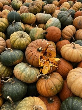 Dense Pile of Colorful Pumpkins with One Smashed Broken Pumpkin in Middle Showing Seeds Close Up White Background