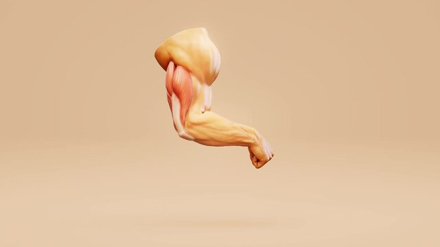 Conceptual 3D animation of triceps muscle anatomy in the human arm