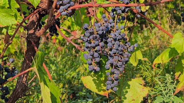 Clusters of ripe black wine grapes hanging on a grapevine with green leaves in a sunny vineyard during the autumn harvest season.