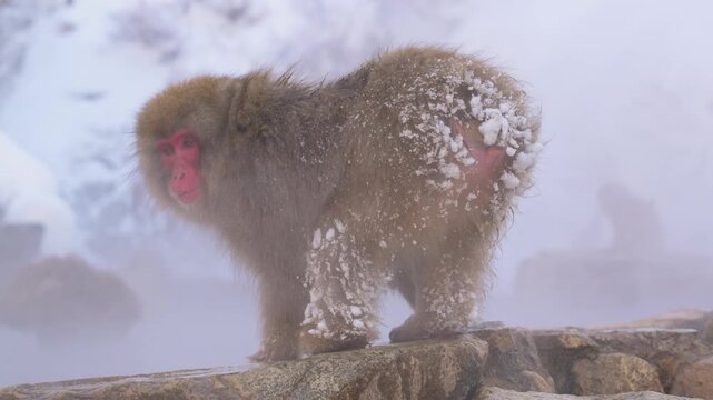 雪山で水を飲むニホンザル（スノーモンキー）の毛並みの超クローズアップのスローモーション