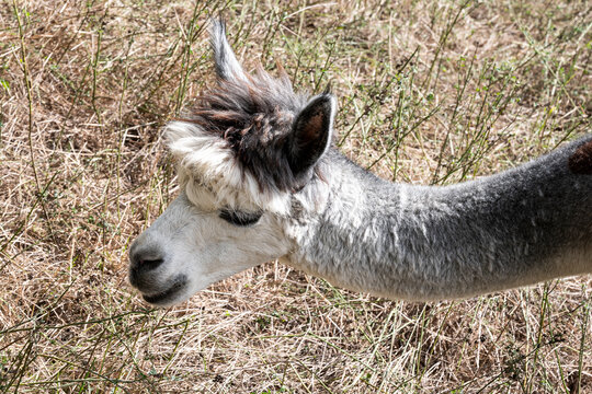 Gesichtsportr&auml;t eines jungen Lamas