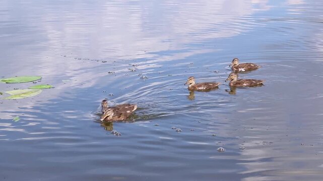 A group of young mallard ducklings with brown mottled plumage swim closely together on reflective blue pond water, gathering and moving steadily forward as a cluster.