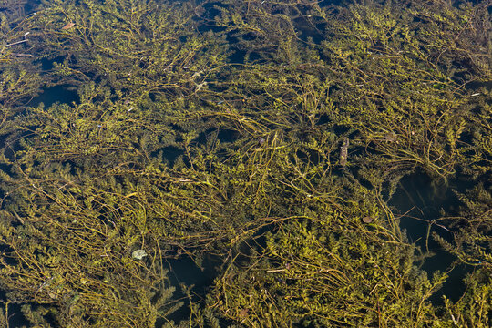 algues dans une rivi&egrave;re