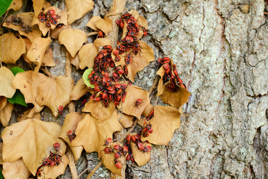 Large swarm of red and black firebugs (Pyrrhocoris apterus) crawling and clustering together on dried yellow ivy leaves and textured tree trunk bark in autumn.