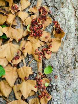 Large swarm of red and black firebugs (Pyrrhocoris apterus) crawling and clustering together on dried yellow ivy leaves and textured tree trunk bark in autumn.