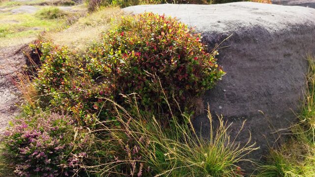 Bilberry shrubs growing between granite rocks on upland moorland. Wild Vaccinium myrtillus with rugged stone landscape and native vegetation. Mountain flora, natural habitat and rocky wilderness