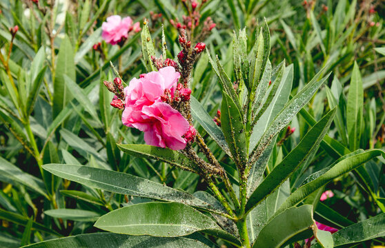 An oleander bush ( Nerium oleander) growing outdoors in a park, with leaves covered in aphids ( Aphidoidea).