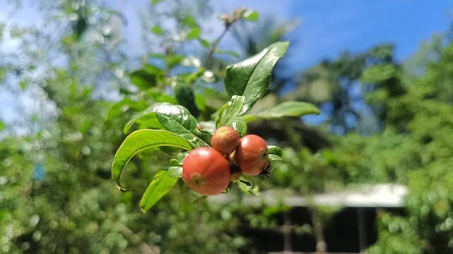 A close-up photograph showcasing fresh wild berries growing on a lush green branch outdoors with natural sunlight and a soft-focus background of foliage.