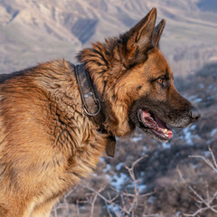 Side profile portrait of a German Shepherd dog wearing a leather collar against a blurred mountain background. © Dina Luk