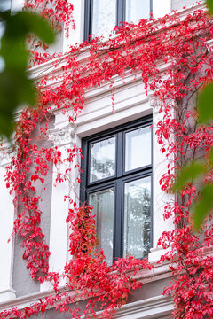 White historic facade framed by vivid red autumn ivy around a dark window in Oslo, Norway, creating a colorful seasonal architecture detail with texture