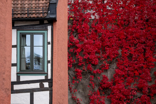 Traditional half timbered facade beside vivid red autumn ivy in Oslo, Norway, combining historic architecture with dense seasonal foliage and rich color