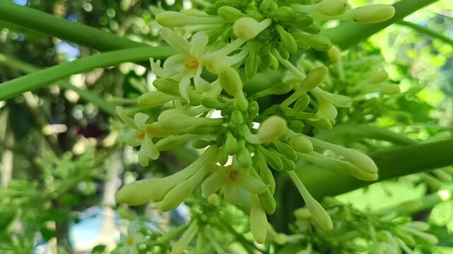 A detailed macro photograph capturing a cluster of delicate white papaya flower buds and blossoms growing on the stem of a healthy papaya tree.