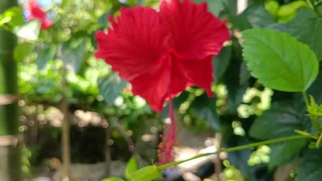 A close-up photograph capturing a striking black and yellow butterfly perched delicately on a vivid red hibiscus flower in a sunlit garden.