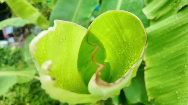 After a heavy rainfall, the air fills with the resonant chorus of bullfrogs croaking loudly to attract mates for breeding.