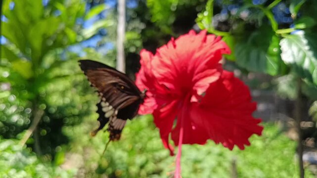A dynamic nature photograph showing a detailed black and yellow butterfly in mid-flight near a vibrant red hibiscus flower against a lush green background.