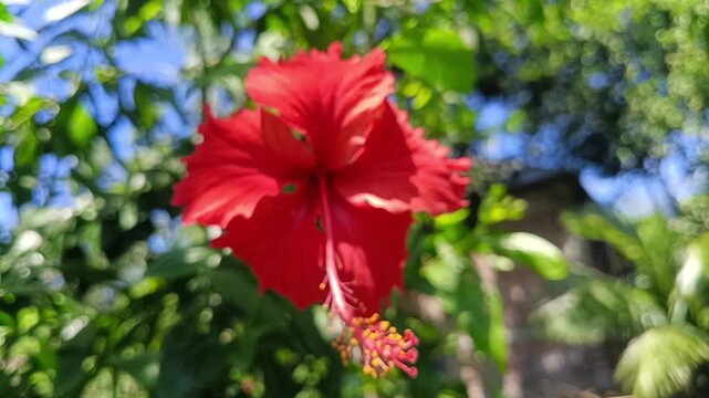 A stunning close-up photograph of a bright red hibiscus flower with prominent stamen and pistil set against a softly blurred tropical background.