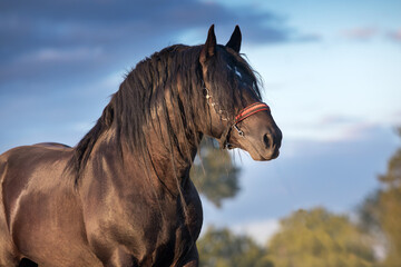 Draft horse with long mane portrait © callipso88