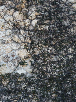 tree bark texture