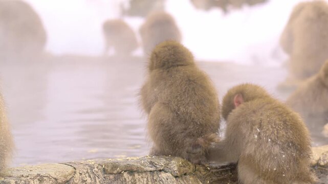 Slow motion of a troop of Snow Monkeys (Japanese macaques) grooming and relaxing on the rocks by a hot spring in Japan