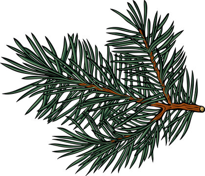 Spruce or fir tree branch. Evergreen twig. Forest or seasonal Christmas element. Simple vector color illustration with outline in hand drawn style isolated on white