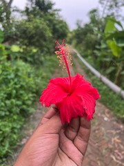 Hand holding a vibrant red hibiscus flower in a lush outdoor garden setting © Amir Visuals 