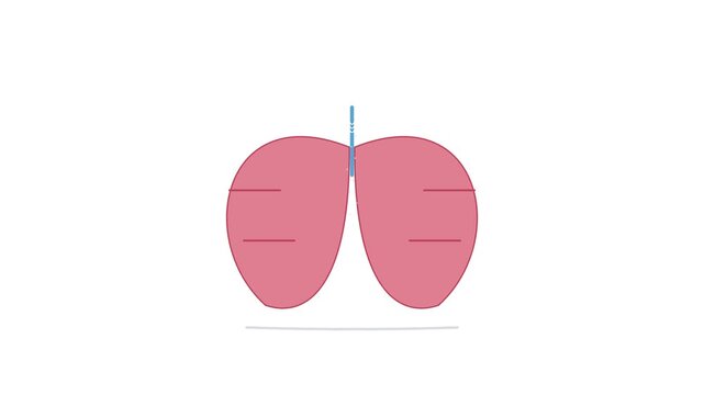 Anatomical representation of human respiratory system featuring pulmonary lobes for medical education purposes and healthcare professionals seeking accurate visual reference for studying