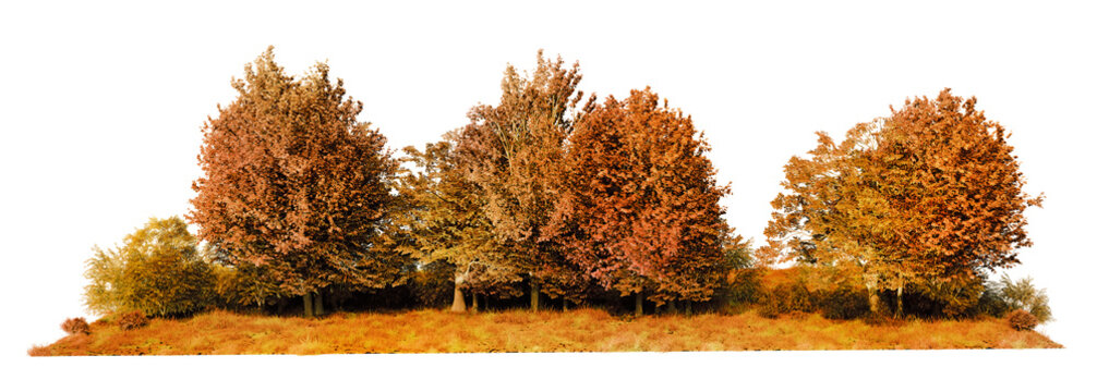 autumn tree line with dry grass isolated on transparent background