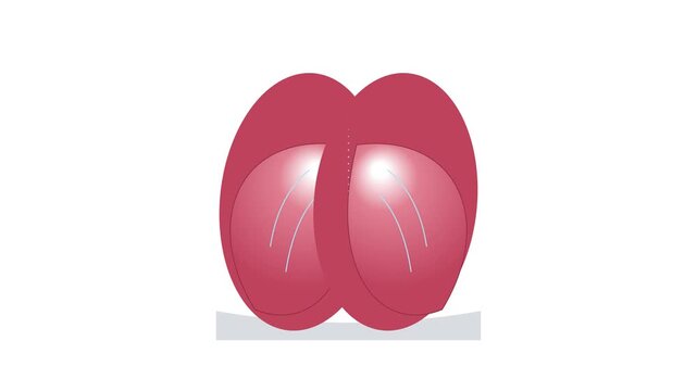 Red fleshy anatomical organ representation depicting human anatomy structures for medical education purposes and biological research projects focused on internal health awareness and bodily