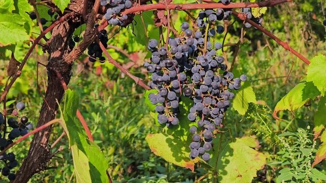 Clusters of ripe black wine grapes hanging on a grapevine with green leaves in a sunny vineyard during the autumn harvest season.