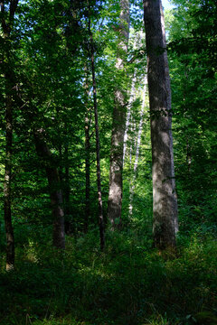 Lush green forest showing summer trees and foliage