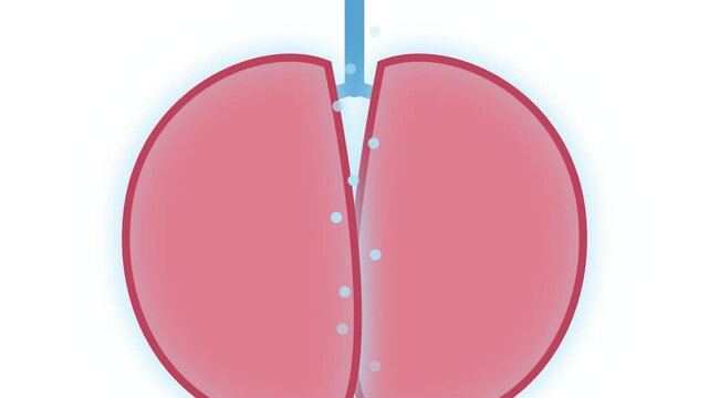 Biological cell division process showing the separation of a reproductive sphere into two distinct halves with liquid flowing through the center gap representing scientific cellular growth
