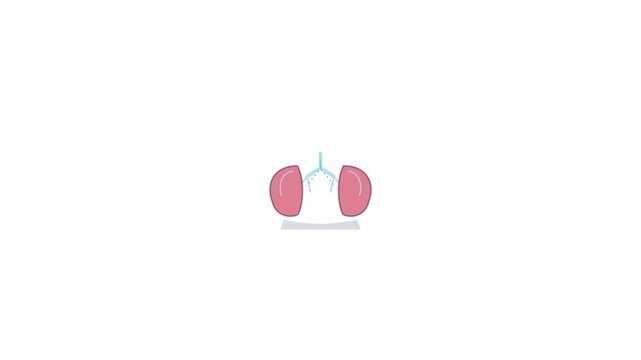Human kidneys paired organ anatomy representation for medical education and health research purposes displaying biological structure functional features with educational value for healthcare