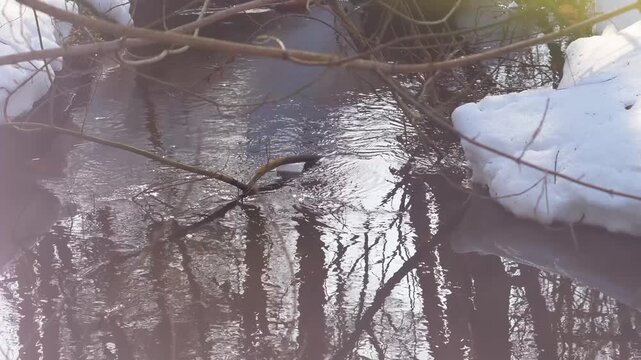 A river of melted snow in spring. The water is brownish due to iron contamination. A tranquil scene evoking quiet solitude and natural beauty.