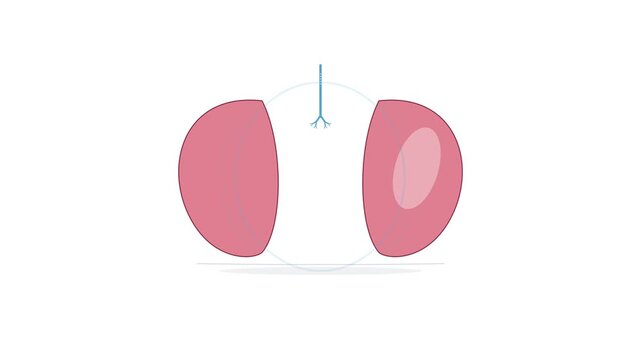 A pair of pink lobes representing lung structures attached to a central airway pipe symbol designed for medical educational purposes to explain respiratory system functions within human anatomy