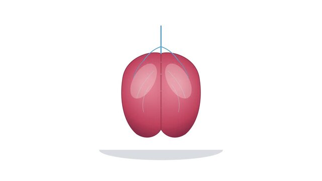 A pair of red kidneys hanging by thin strings to represent human organ anatomy and medical health research themes for educational purposes in a professional clinical setting for scientific