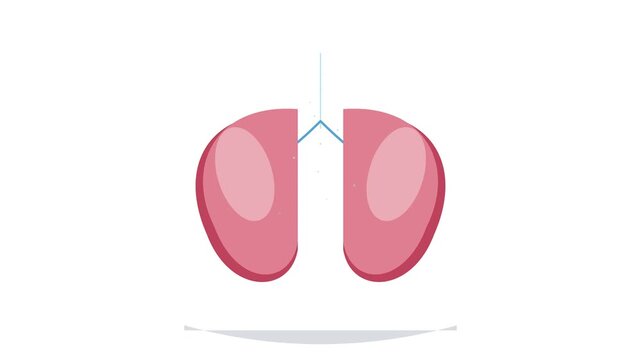 Human respiratory anatomy displaying healthy pink lung lobes connected to primary airways for medical educational purposes regarding pulmonary physiology research and internal organ biological