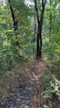 stream in the forest