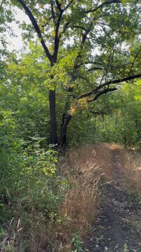 path in the woods