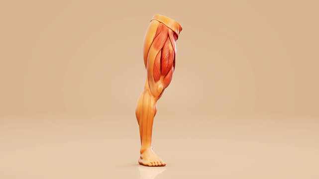 Conceptual 3D illustration of quadriceps muscle anatomy during a squat