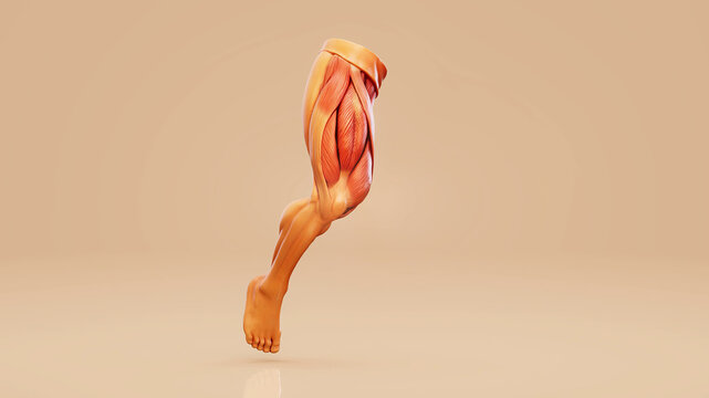 Conceptual 3D illustration of quadriceps muscle anatomy during walking