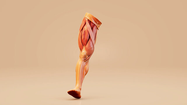 Conceptual 3D illustration of quadriceps muscle anatomy during walking