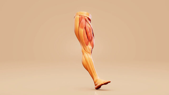 Conceptual 3D illustration of quadriceps muscle anatomy during walking