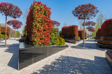 Stunning park landscape dominated by rows of Photinia hedges boasting vibrant red foliage. Green shrubs interspersed between red hedges create striking contrast. Galitsky Park, Krasnodar © SergioDenisenko