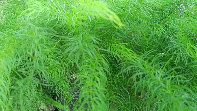 A detailed close-up shot of dense fine-textured green fern leaves creating a complex and vibrant natural pattern of delicate needles and foliage.