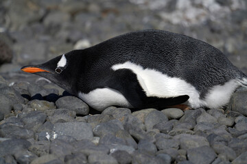 Fototapeta premium Manchots Papous sur l'ile de Brown Bluff en Antarctique