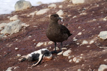 Labbe antarctique sur l'ile de Brown Bluff en Antarctique © Laurent JAMIN